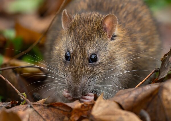 Eine Ratte im Laub