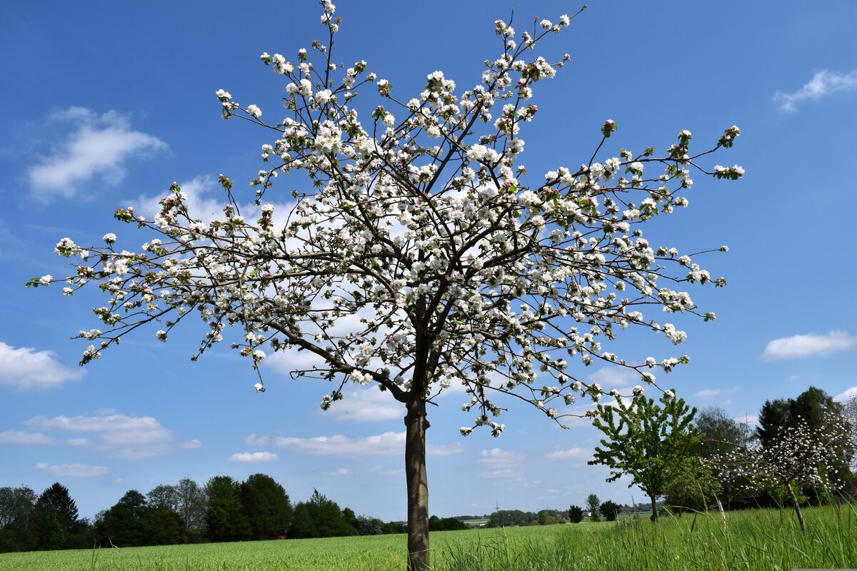 Obstbaum in voller Blüte